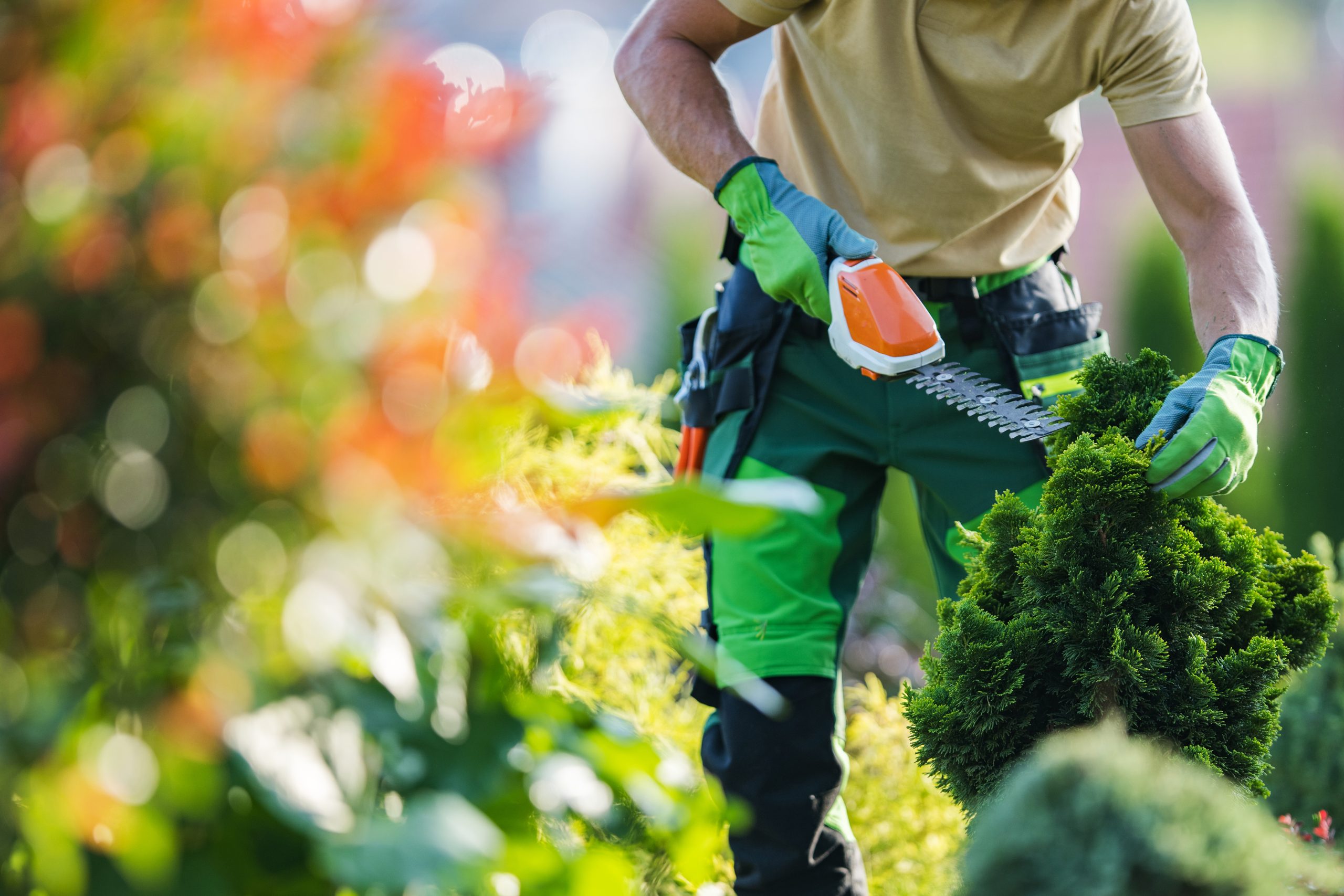 Closeup of Professional Caucasian Gardener Trimming the Evergreen Garden Plant Using Hand Held Hedge Trimmer Power Tool.